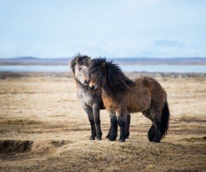 Icelandic Horses Wallpaper