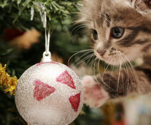 Kitten Playing With Christmas Ornaments Wallpaper