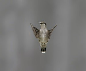 Flying Hummingbird Wallpaper