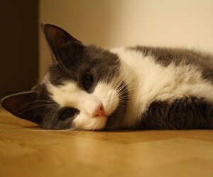 Sweet Cat Lying On The Floor Wallpaper