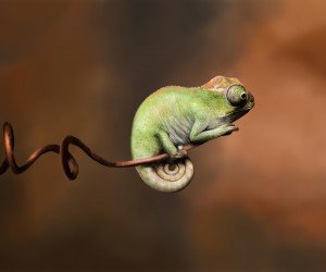 Baby Chameleon Perching On a Twisted Branch Wallpaper